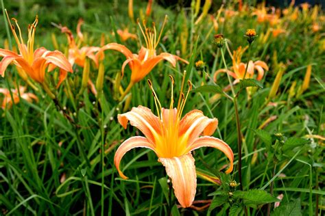 9 Huge Differences Between Poisonous Tiger Lilies and Day Lilies - Garden and Happy