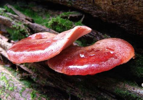 Fistulina hepatica, Beefsteak Fungus