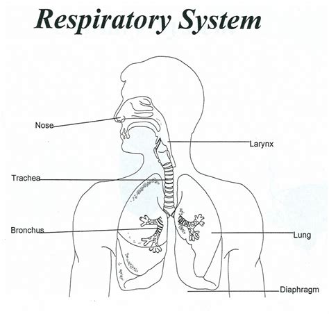 Respiratory System Worksheet — db-excel.com