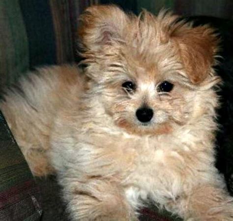 Mixed Breed Spotlight: Pomapoo (Pomeranian Poodle Mix) | Featured Creature