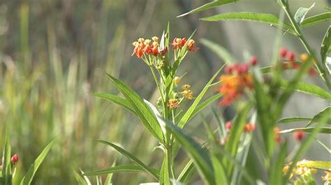 Less than seasonal conditions affecting greenery - WBBJ TV