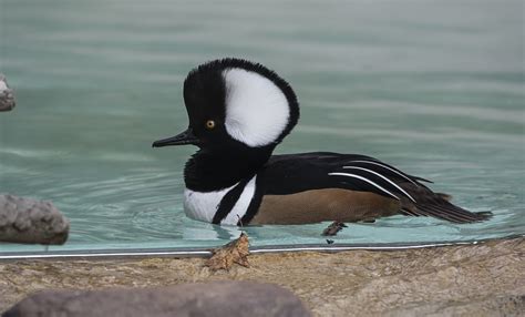 Hooded merganser | Smithsonian's National Zoo and Conservation Biology Institute