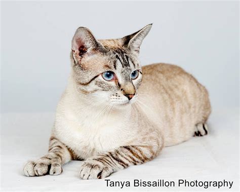 Blue Lynx Point Siamese Cat