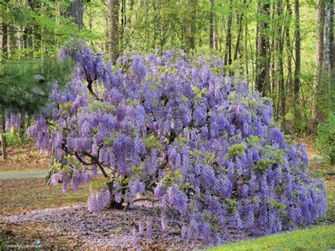 Picnic Under the Wisteria – FanningSparks