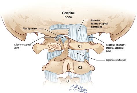 Anterior Atlanto Occipital Membrane