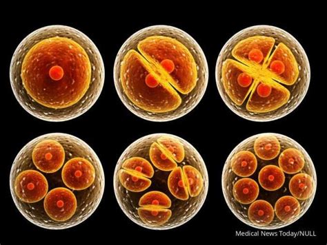 Mengenal Pembelahan Sel Secara Mitosis dan Meiosis serta Tahapannya