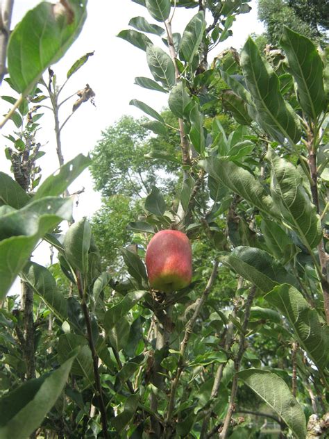 Garden Guy Hawaii: Deciduous Fruit Trees