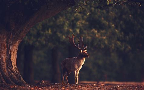 Deer in Forest Wallpapers - Top Free Deer in Forest Backgrounds ...