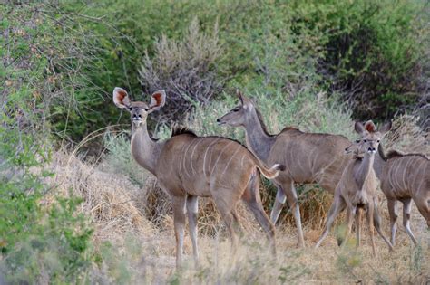 Budget Travel in Waterberg Plateau National Park | Safari Travel Guide