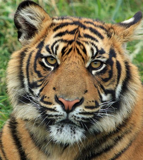 Tiger Cub Retrato Stock de Foto gratis - Public Domain Pictures