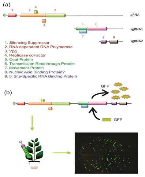 IJMS | Free Full-Text | RNA Interference Past and Future Applications ...