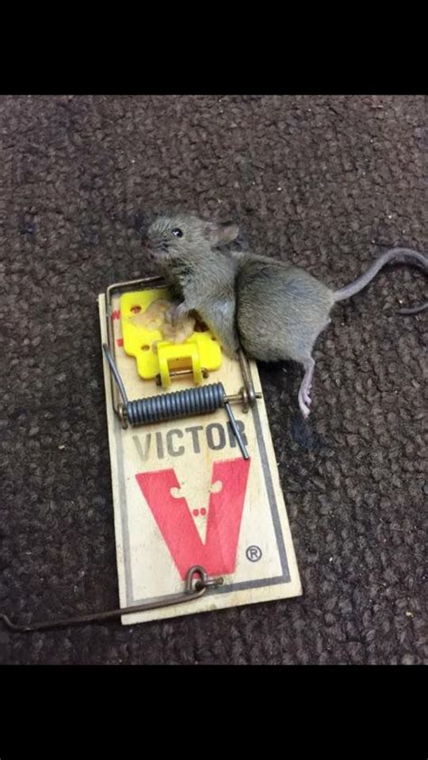 Victor Easy Set #RatTrap - #gotcha http://www.victorpest.com/victor-easy-set-rat-trap-bm205 ...