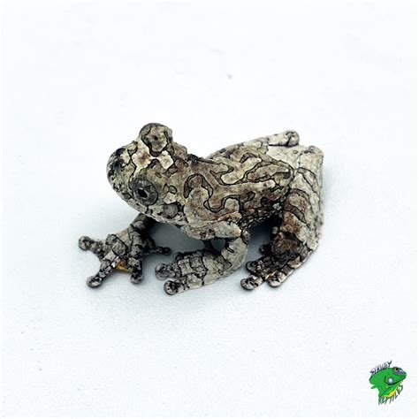 List 99+ Pictures What Does Toad Poop Look Like Pictures Excellent