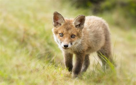 Cute Baby Fox Wallpaper - WallpaperSafari