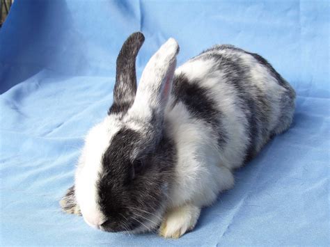 404 Not Found | Pet rabbit, Cute animals, Cute bunny