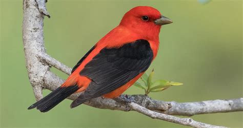 Small Red Bird With Black Wings - Devan Levy