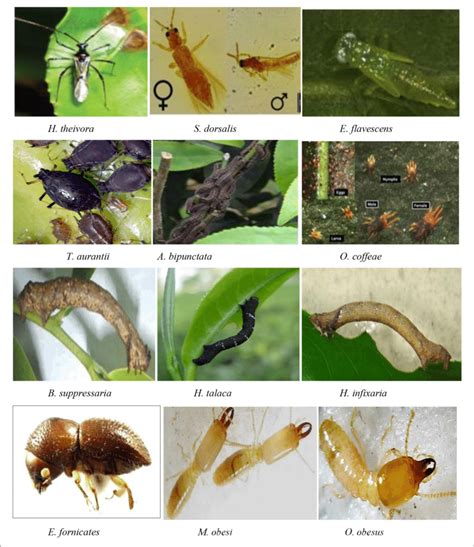 | Major pests of tea crop. | Download Scientific Diagram