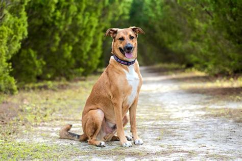 Rhodesian Ridgeback German Shepherd Mix: Info, Pictures, Facts & FAQs