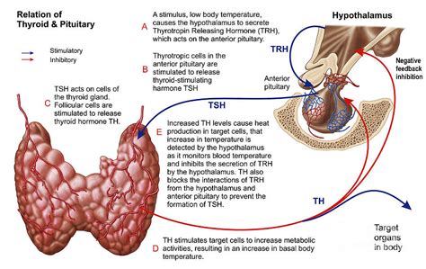 Relation Of Thyroid And Pituitary Gland Digital Art by Stocktrek Images