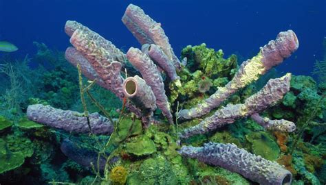 How Do Sponges Breath? | Sciencing