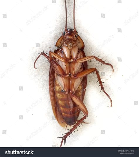 Broken Leg Cockroach Stock Photo 1274641510 | Shutterstock