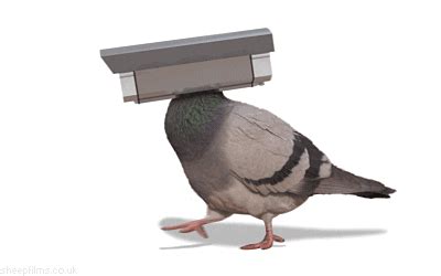 Pigeon Cctv GIF by sheepfilms - Find & Share on GIPHY