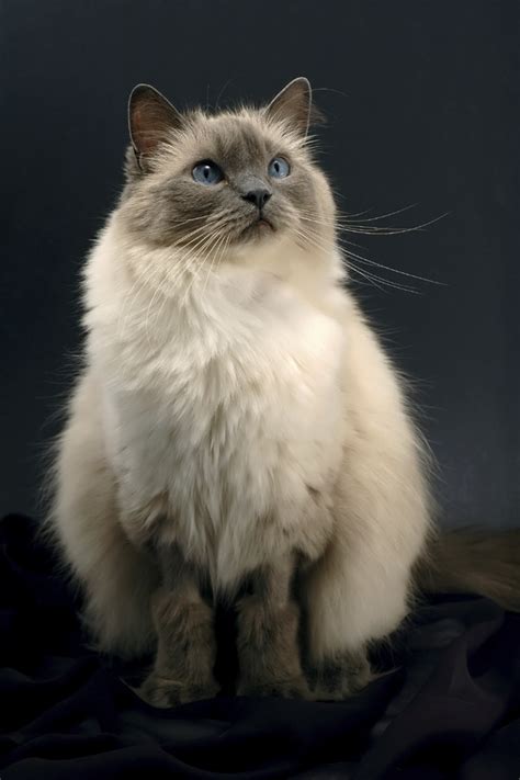 Mental Floss | Ragdoll cat breed, Ragdoll cat, Cat breeds