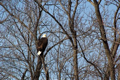 Illinois River National Wildlife Refuges | Flickr