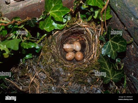 Spotted flycatcher (Muscicapa striata), songbirds, animals, birds, Spotted Flycatcher Nest ...