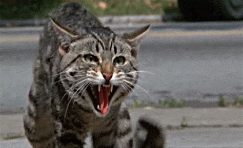 Angry Cat GIF - Find & Share on GIPHY