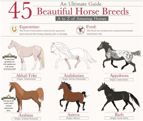 45 Beautiful Horse Breeds [Infographic] | Horse breeds, Beautiful ...