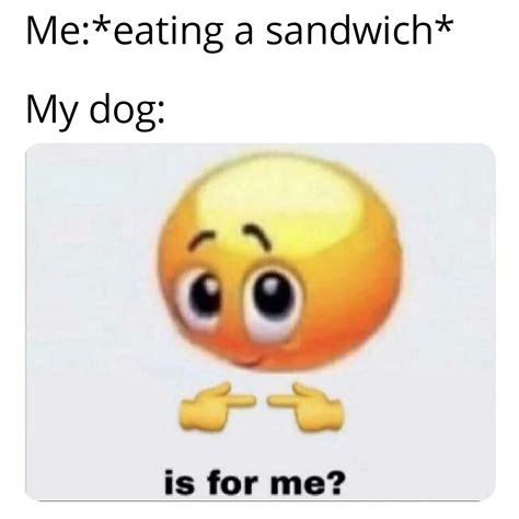 Don't give me those puppy dog eyes! : r/memes