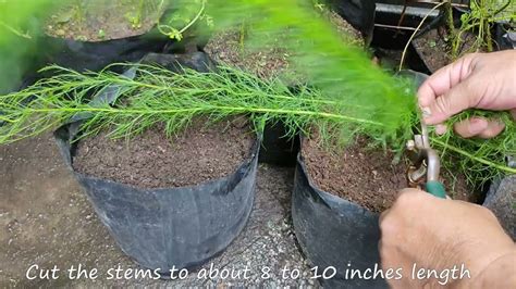 Helpful Tips to Propagate Dog Fennel - YouTube