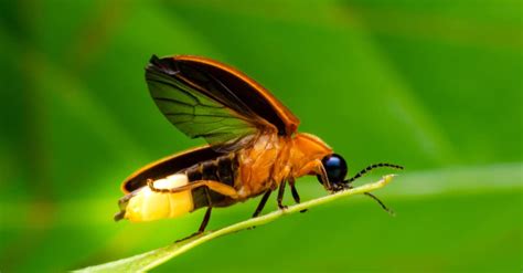 Firefly Lifespan: How Long Do Fireflies Live? - A-Z Animals