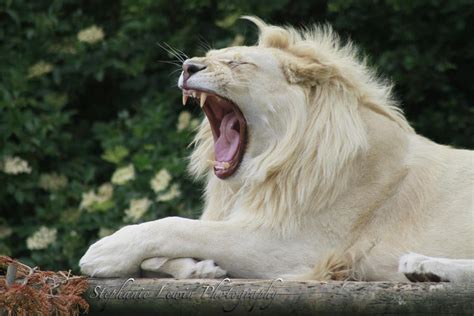 White Lion Roar by bluehayes2 on DeviantArt