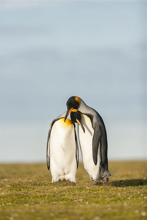 King Penguins Couple Photograph by Joan Gil Raga