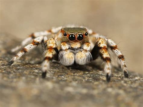 Are spiders the most ‘stylish’ of the arthropods?? | Qrius