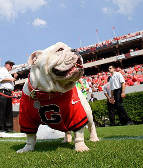 7 Best Ferris State Bulldogs images in 2020 | Ferris state bulldogs ...