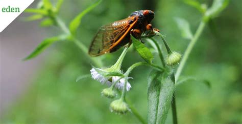 How to Eliminate Cicadas? | Eden Lawn Care and Snow Removal