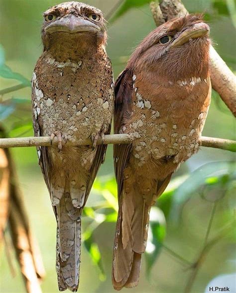 Épinglé par Stefan Savov sur animals | Oiseaux exotiques, Animaux ...