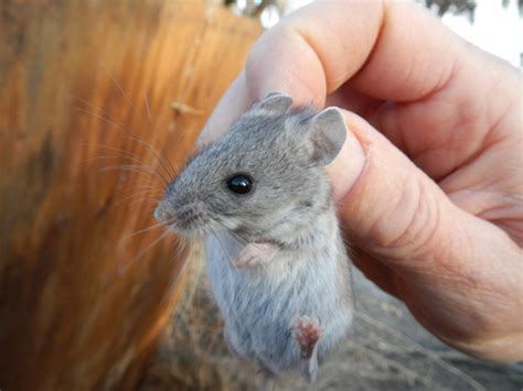 San Nicolas Island Deer Mouse (Subspecies Peromyscus gambelii exterus ...