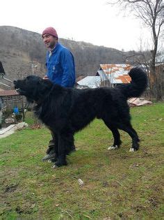 Romanian Raven Shepherd Dog - Ciobănesc românesc corb from the Transylvanian Alps of Romania ...