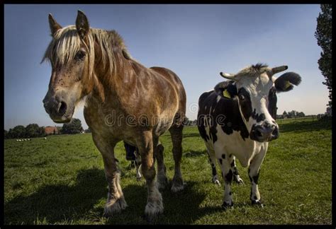 Horse and Cow Happy Together Stock Photo - Image of verkoop, happely: 107826128