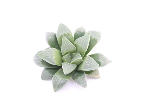 Haworthia Retusa - Cacti Youngplants