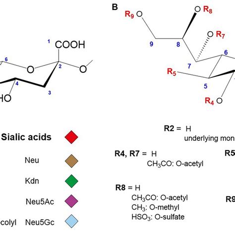 A Major sialic acid structures encountered in vertebrates. Sialic acids ...