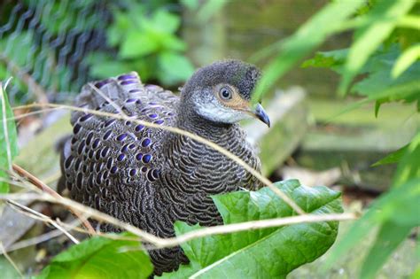 Homer High School Olympian: Species Spotlight: Grey Peacock Pheasant