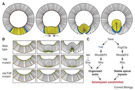 Morphogenesis: Joining the Dots to Shape an Embryo: Current Biology