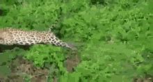 Leopard Crocodile GIF - Leopard Crocodile Prey - Discover & Share GIFs