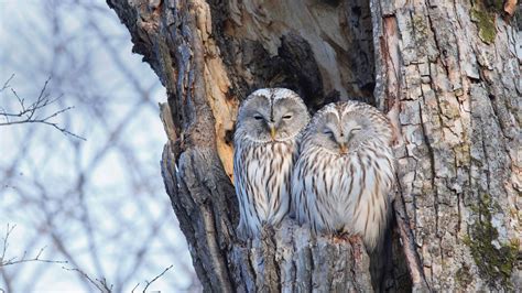 Winter Owls – Bing Wallpaper Download