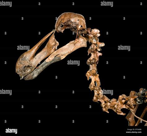 Dodo skeleton, Raphus cucullatus Stock Photo - Alamy